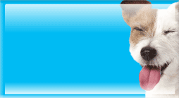 carpet cleaning scottsdale 